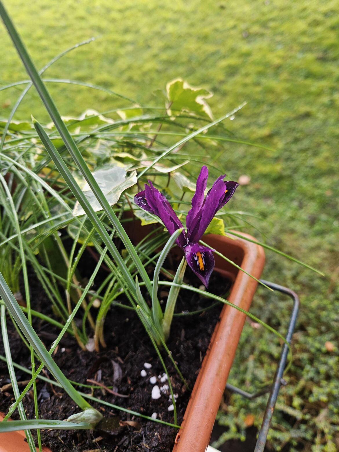 First Iris reticulata of the year 🎉