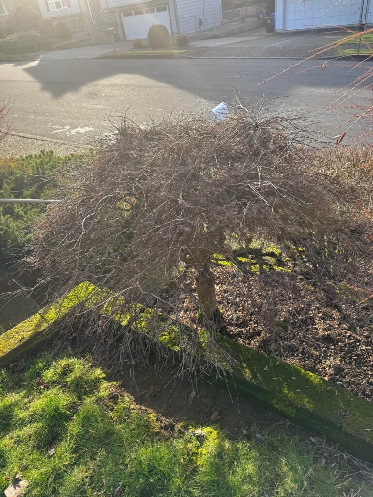 Tips on moving or trimming this Japanese Maple