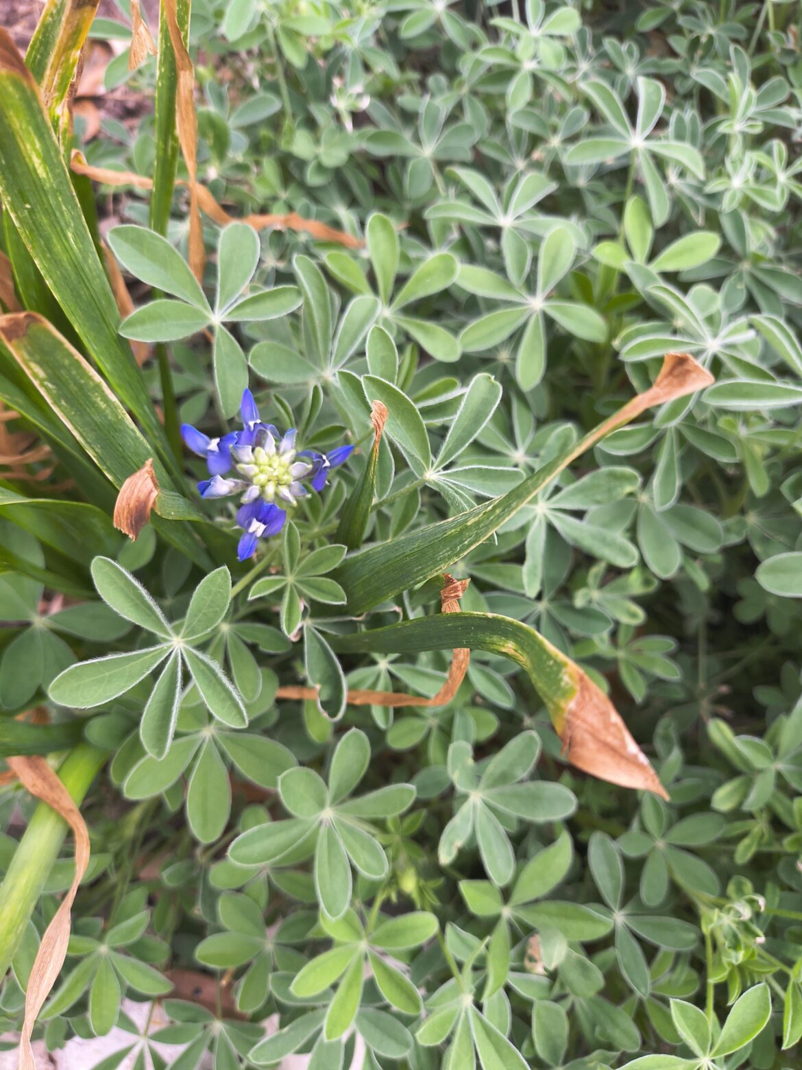 First Bluebonnet bloom of the season