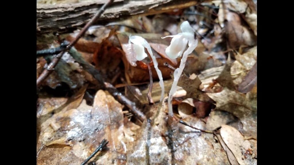 Monotropa uniflora