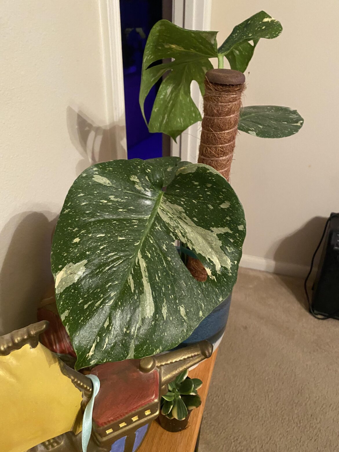 My dad took me to Lowe’s for my birthday 🌝🤌