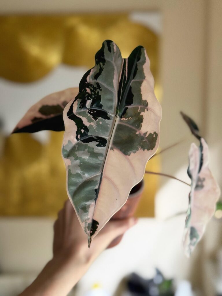 Help 🙏🏼 why do corms rot in the pot? Roots are great