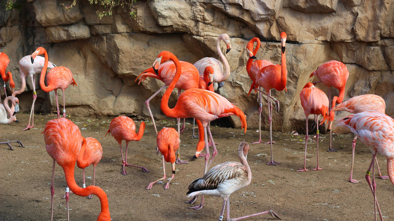 Flamingos at the San Antonio Zoo