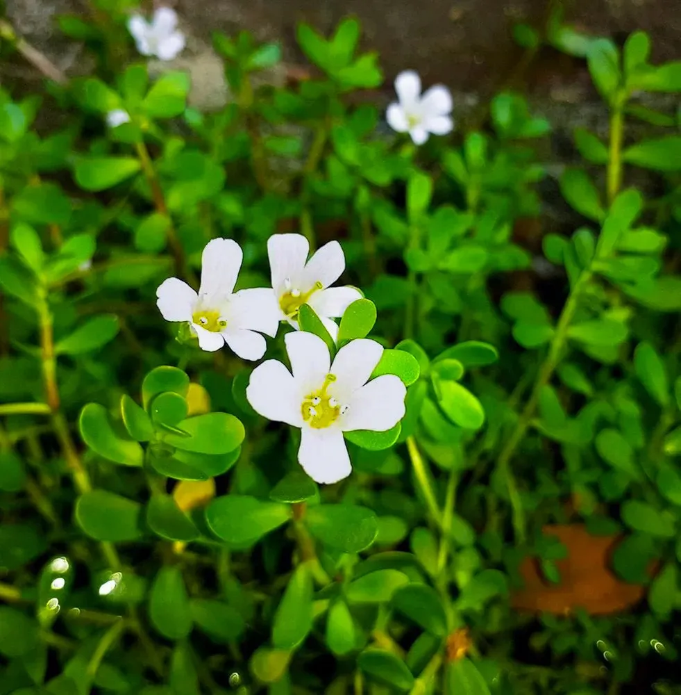 Brahmi (1)