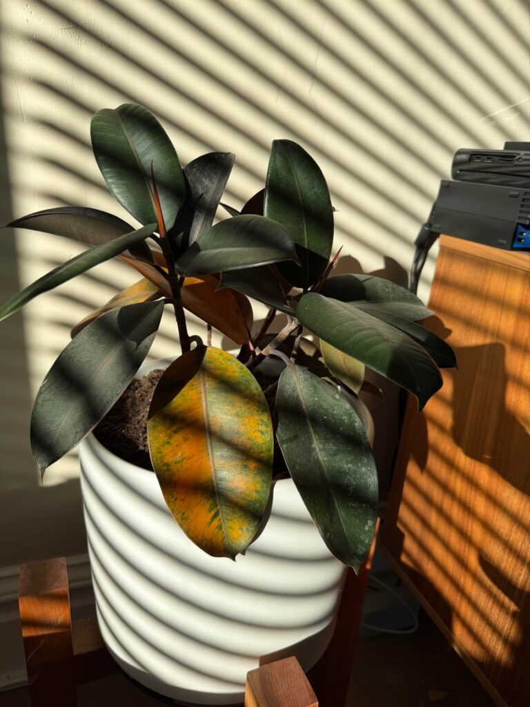 Rubber Plant Help Rubber Plant Help