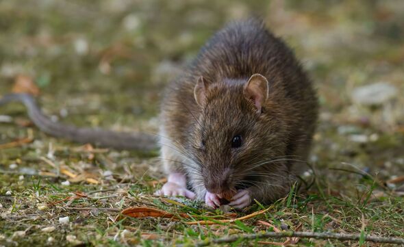 Brown rat in a garden looking at camera