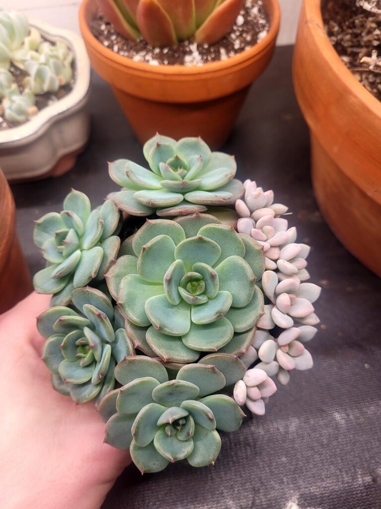 Snapped some pics of this pot before I separated them! Graptopetalum 'Murasaki' and Echeveria 'Azulita'