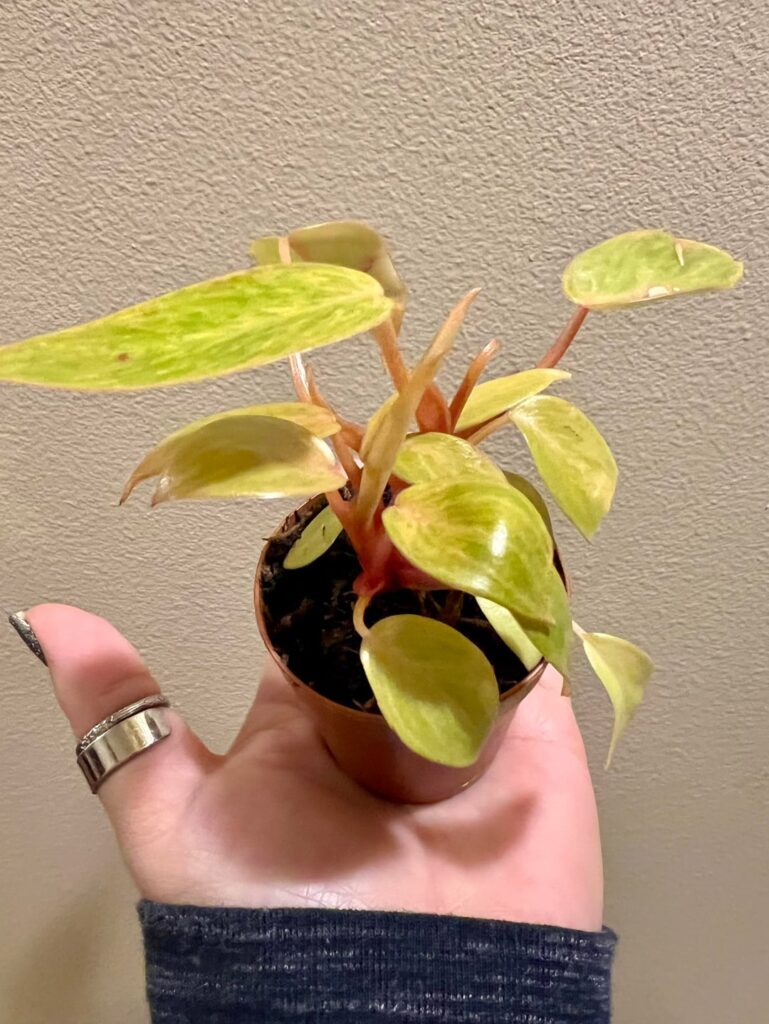 Itty bitty Painted Lady 😍