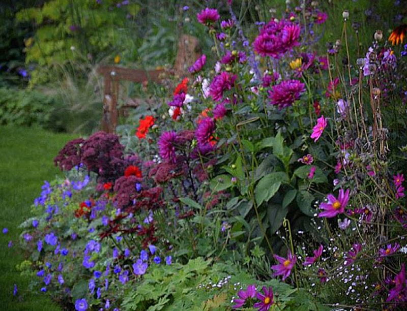 A bed of vibrant flowers including pink cosmos