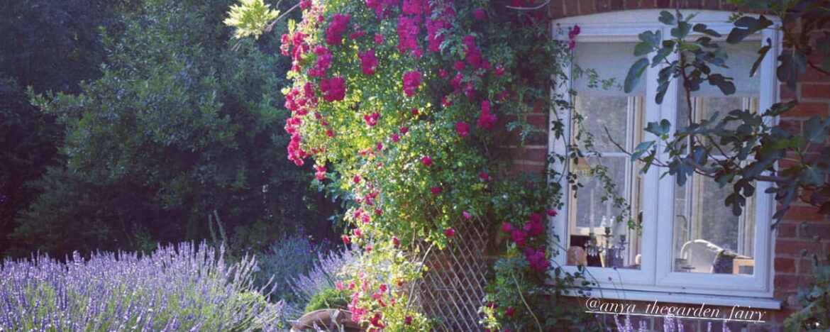 Save money in the garden season by season Begonia climbing a brick wall on the exterior of a house surrounded by lavender