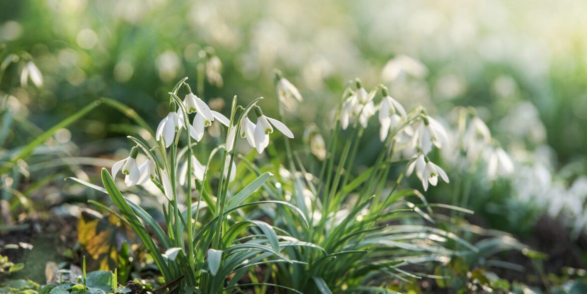 Sarah Raven Says These Are the Only Two Bulbs Worth Planting in February