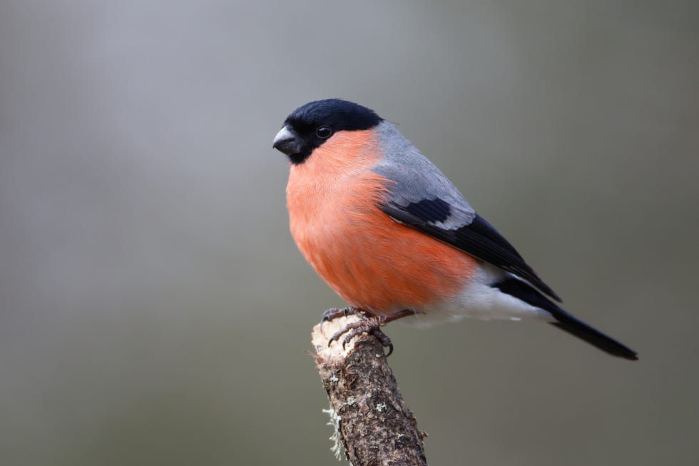 Close-up of songfinch perching on branch,Leeds,United Kingdom,UK close up of song finch perching on branch,leeds,united kingdom,uk