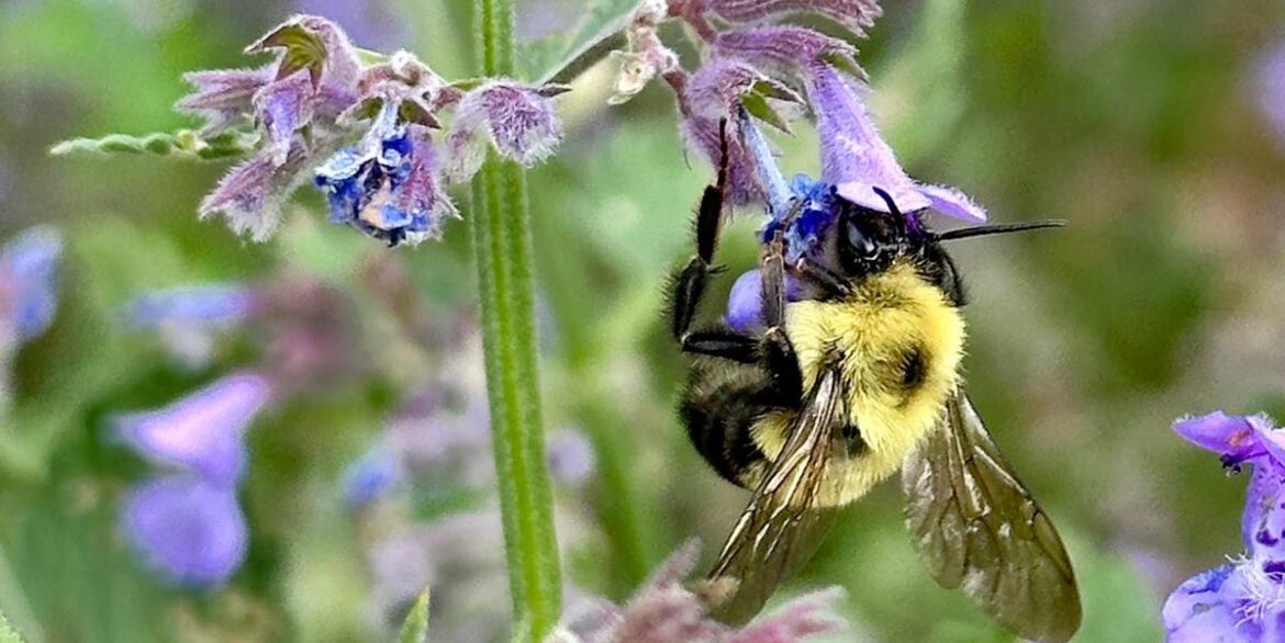 How to Support Pollinators Before Flowers Bloom This Spring