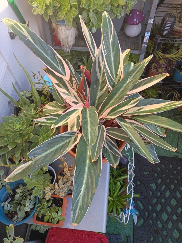 Few of my collection and favorites