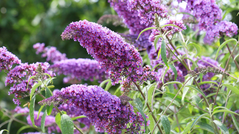 Closeup of purple butterfly bush blooms