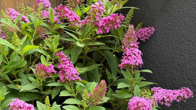A butterfly bush with bright green leaves and pink flowers