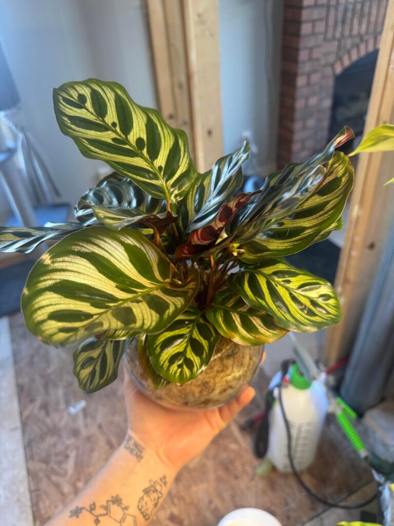 What is this?