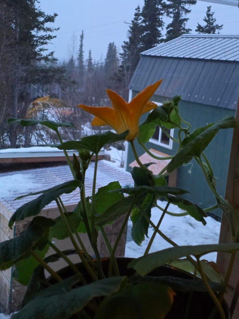 A day in the life of a pumpkin flower. In 2 images.