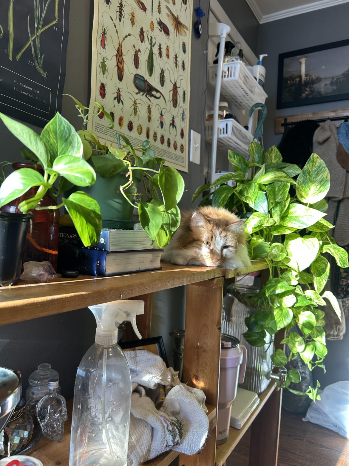 My little pothos collection & kitty 🪴
