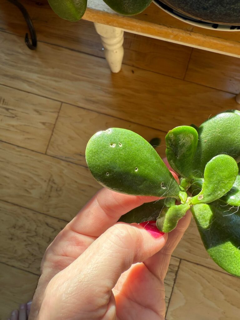 Something g is eating my Jade plant. Something g is eating my Jade plant.