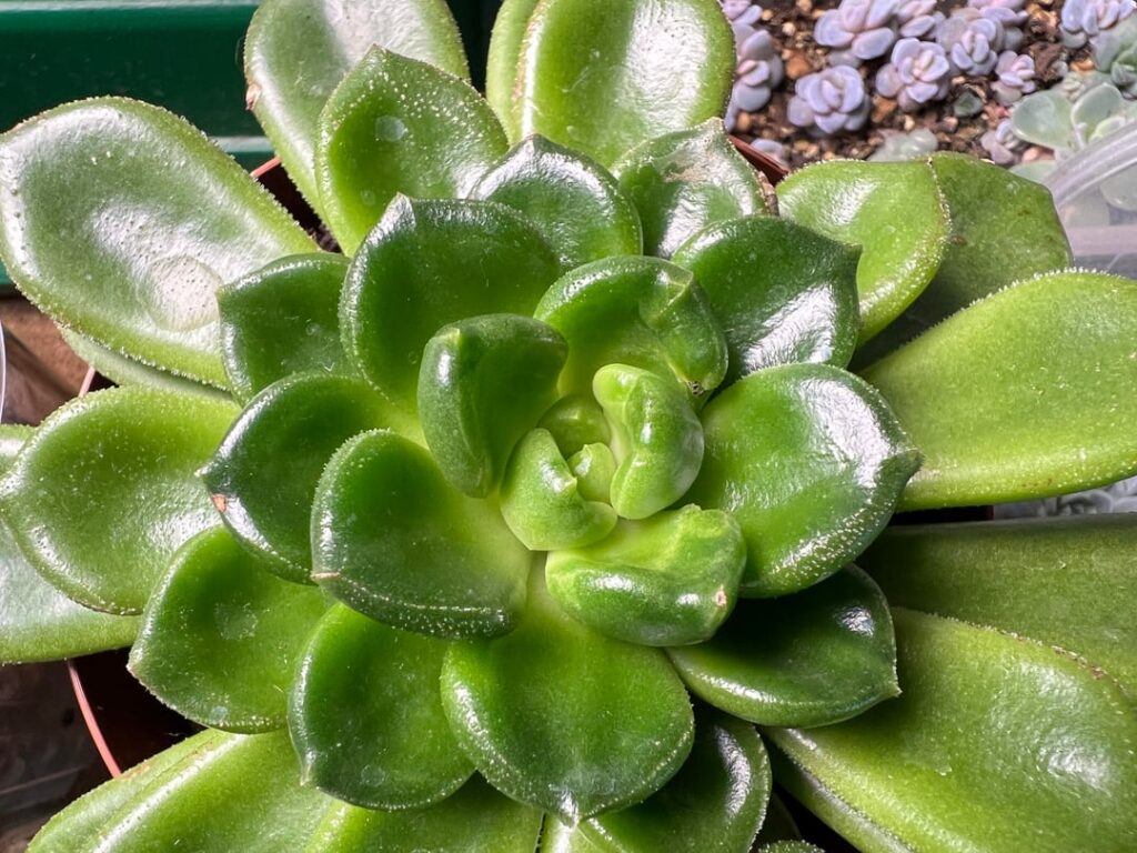 Is this an Echeveria setosa species or a hybrid?