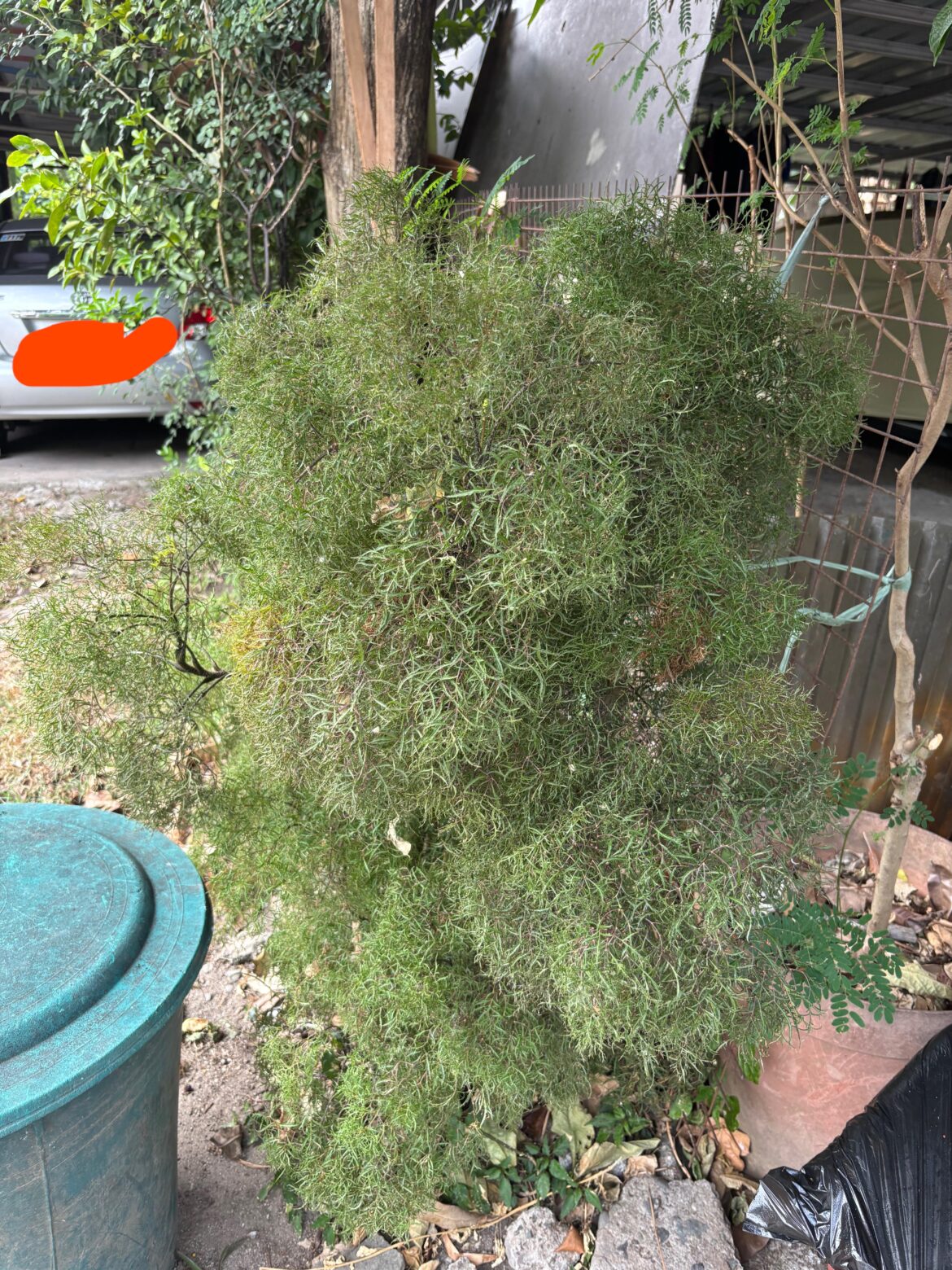 Went for a jog today and I found this cool plant growing in my neighbour’s garage with weird looking leaves