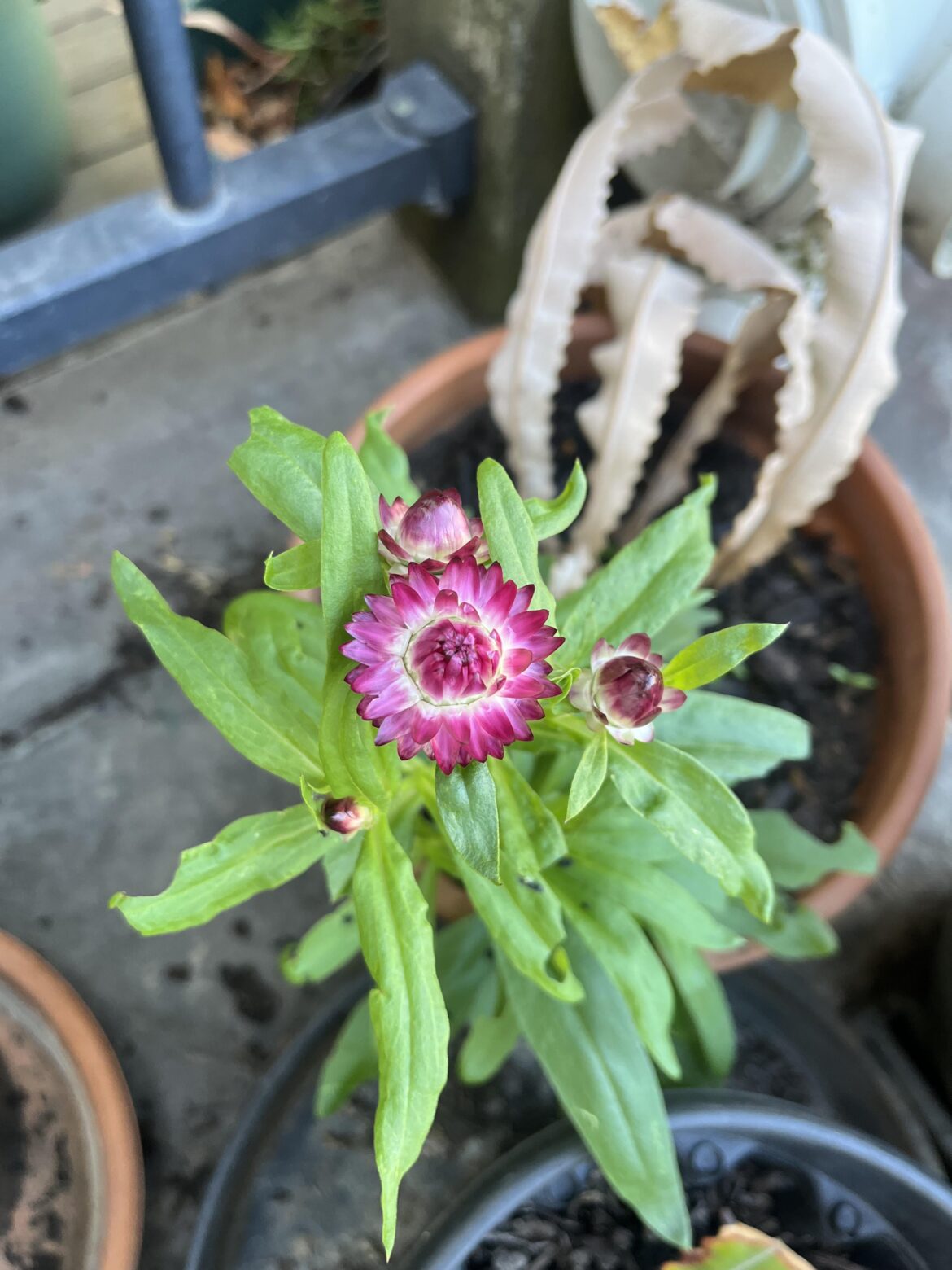 Can someone identify this flower?