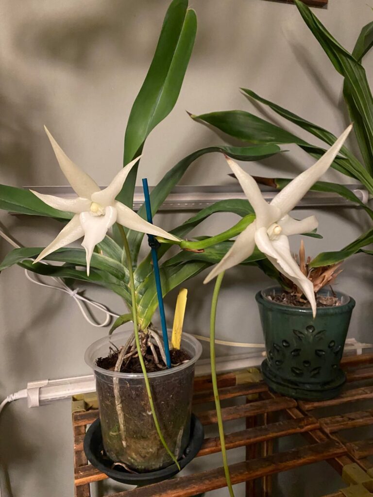 Angraecum sesquipedale
