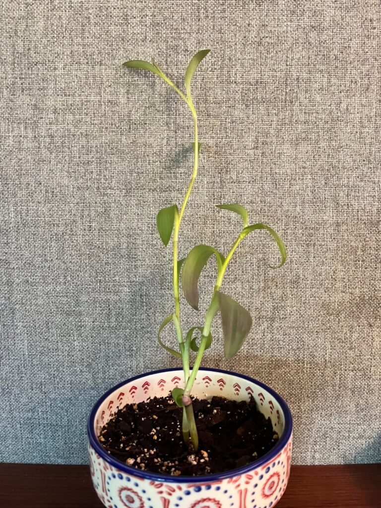 Help IDing work plant