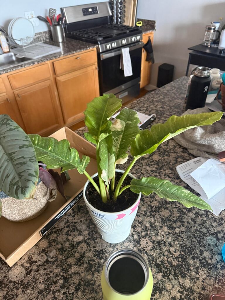 Ring of fire philo help