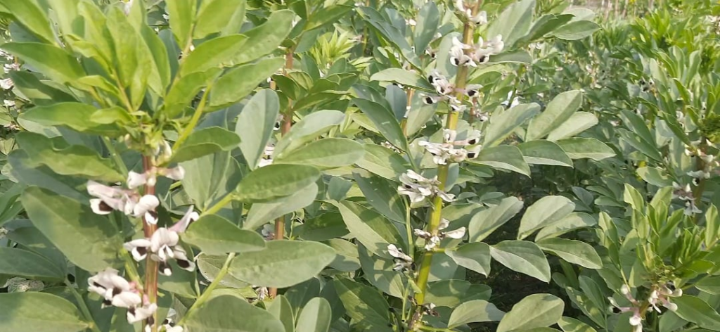 Fava beans is starting to flourish pretty good.