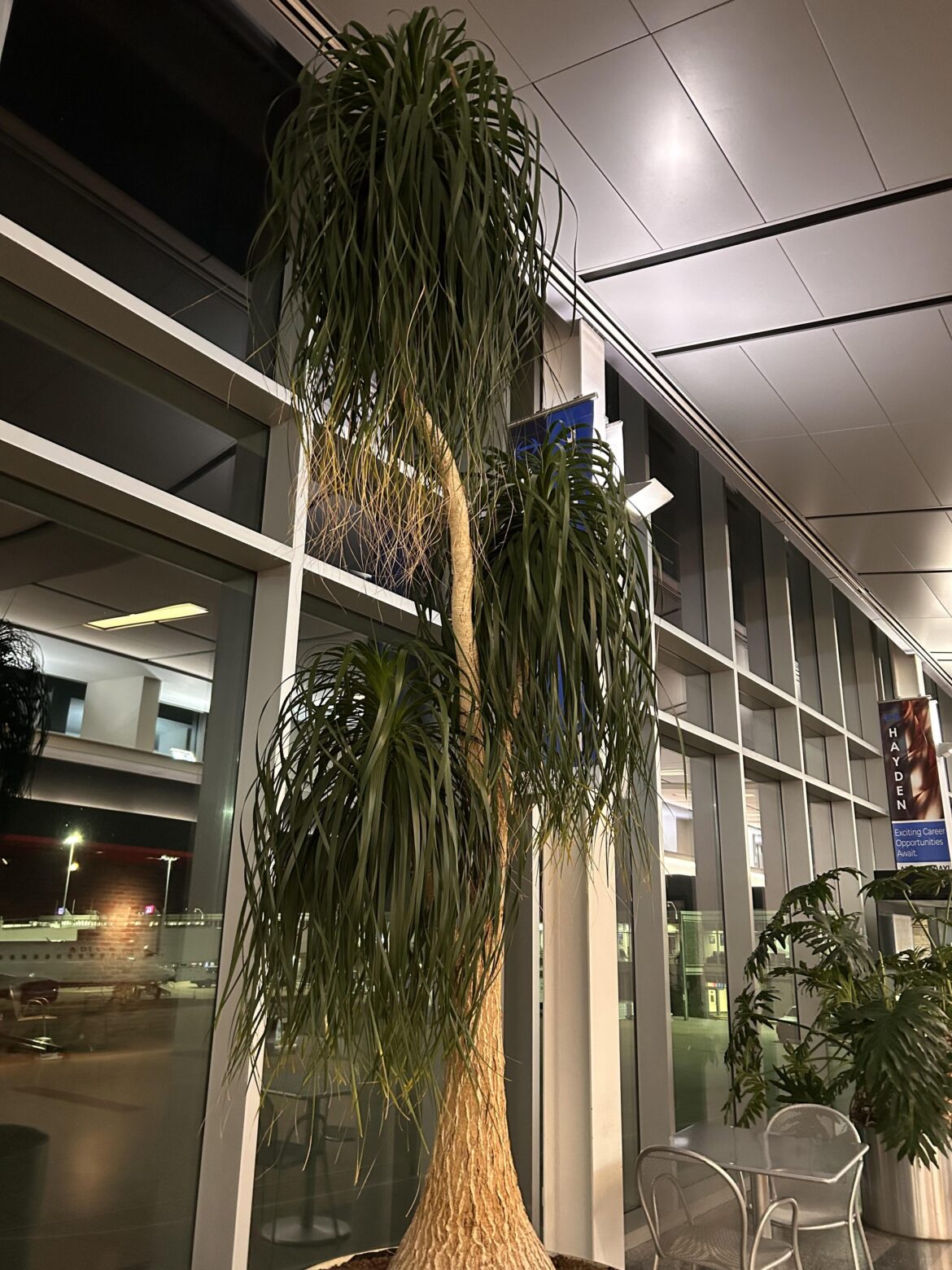 Wife saw at airport, wondering what it was