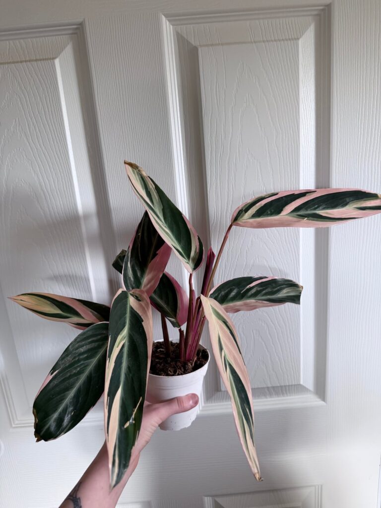 Surprisingly the easiest plant in my entire collection so far (Stromanthe Triostar) Surprisingly the easiest plant in my entire collection so far (Stromanthe Triostar)
