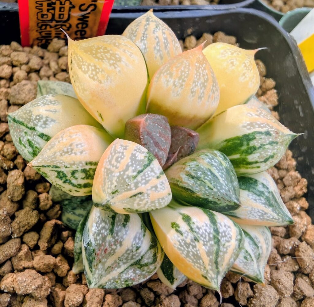 Haworthia