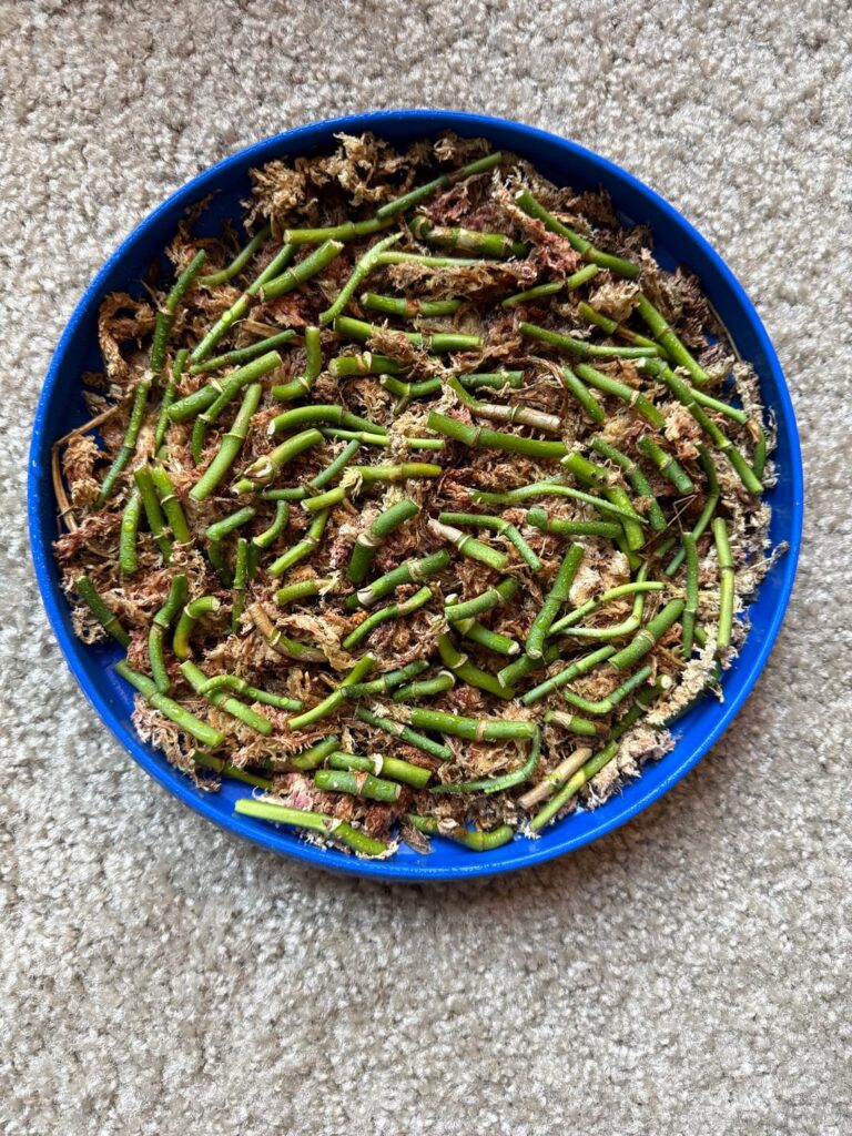 Green Bean Casserole 6 Day Update! Green Bean Casserole 6 Day Update!
