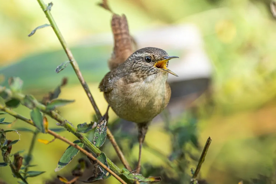 bursa, turkiye november 14: a wren, one of the smallest bird species found in turkiye, is seen perched as it descends from higher elevations to areas near sea level during the winter months on november 14, 2025 in bursa, turkiye. weighing around 8 grams, some of these small songbirds spend the colder period in reed beds and shrublands in bursa, before returning to higher altitude, densely forested areas with the arrival of warmer spring temperatures. (photo by alper tuydes/anadolu via getty images)