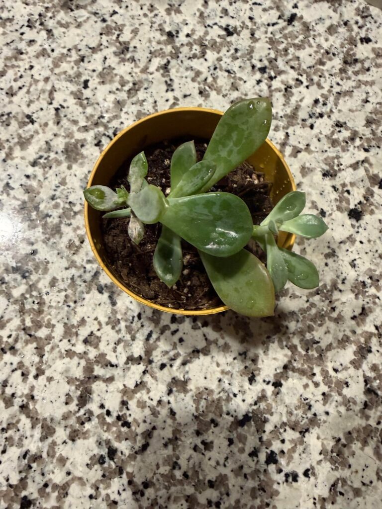 Help (gifted plant) Help (gifted plant)