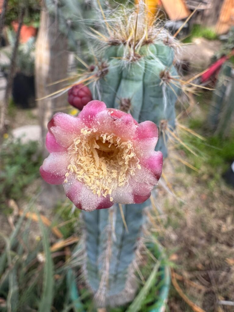 Pilosocereus glaucochrous