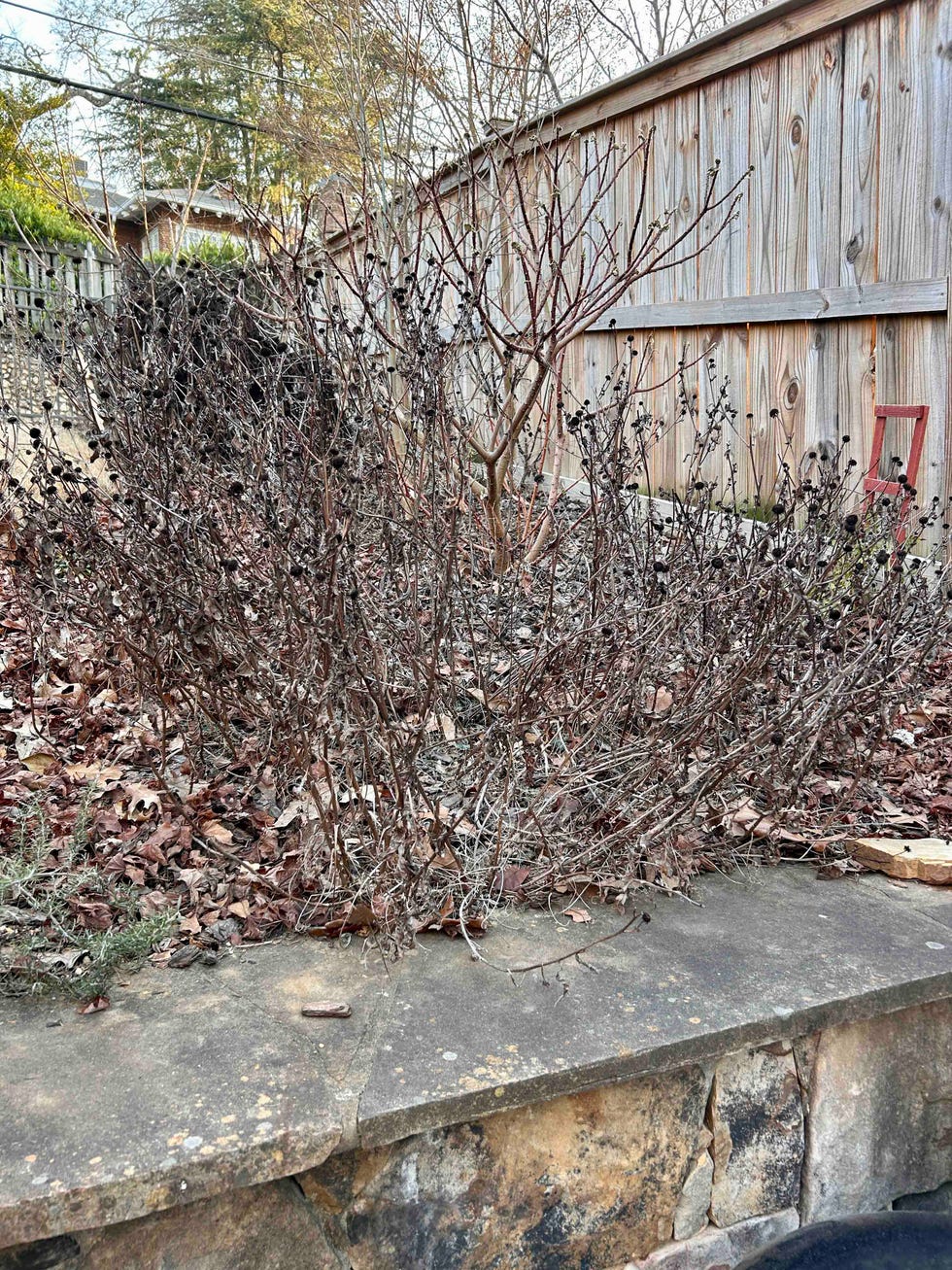 Dried shrubbery in a garden setting next to a stone wall.