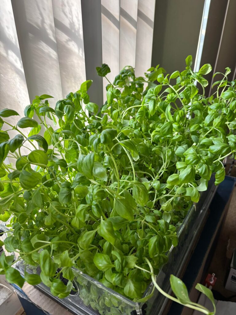 Week 10 of growing basil in the AC infinity dome (overstayed duration in the dome -mold)