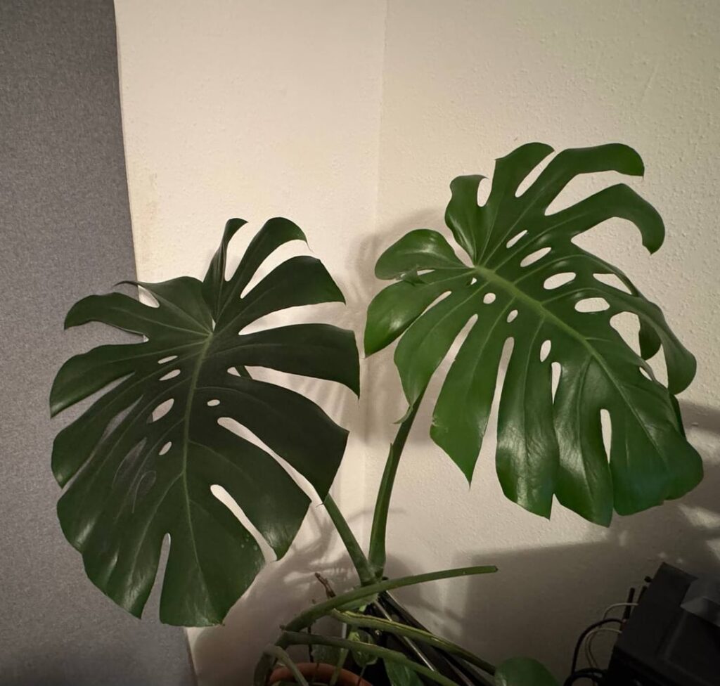 Apparently people are really into double fenestration, so here's mine.