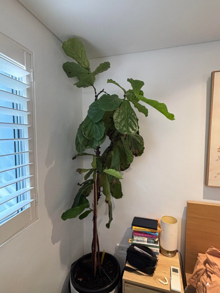 Fiddle leaf confusion