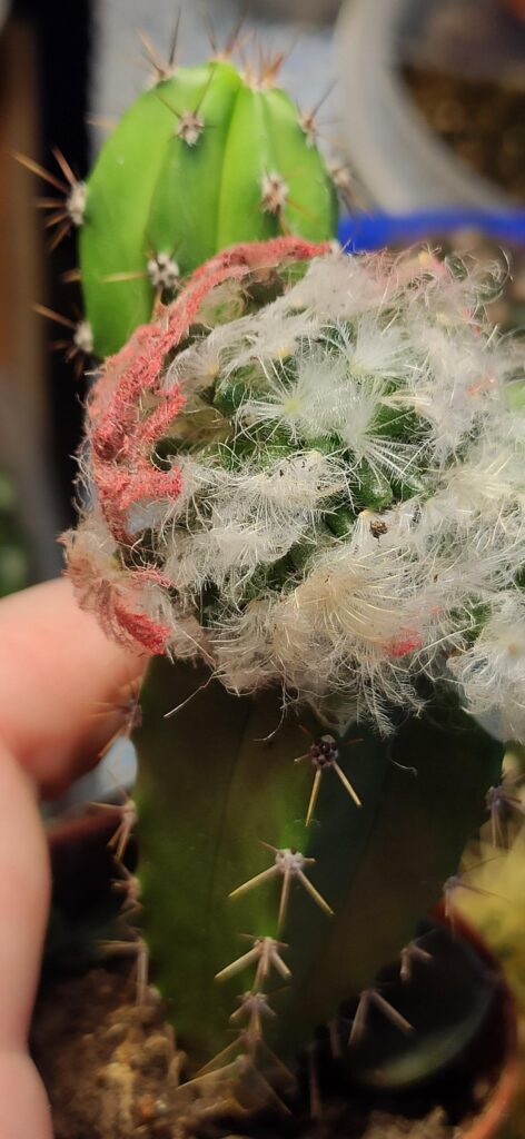 Mammillaria Plumosa grafted and allready looking for soil