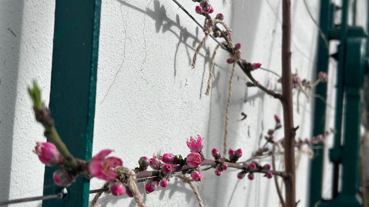  A while wall with green fencing and close up of rosebuds