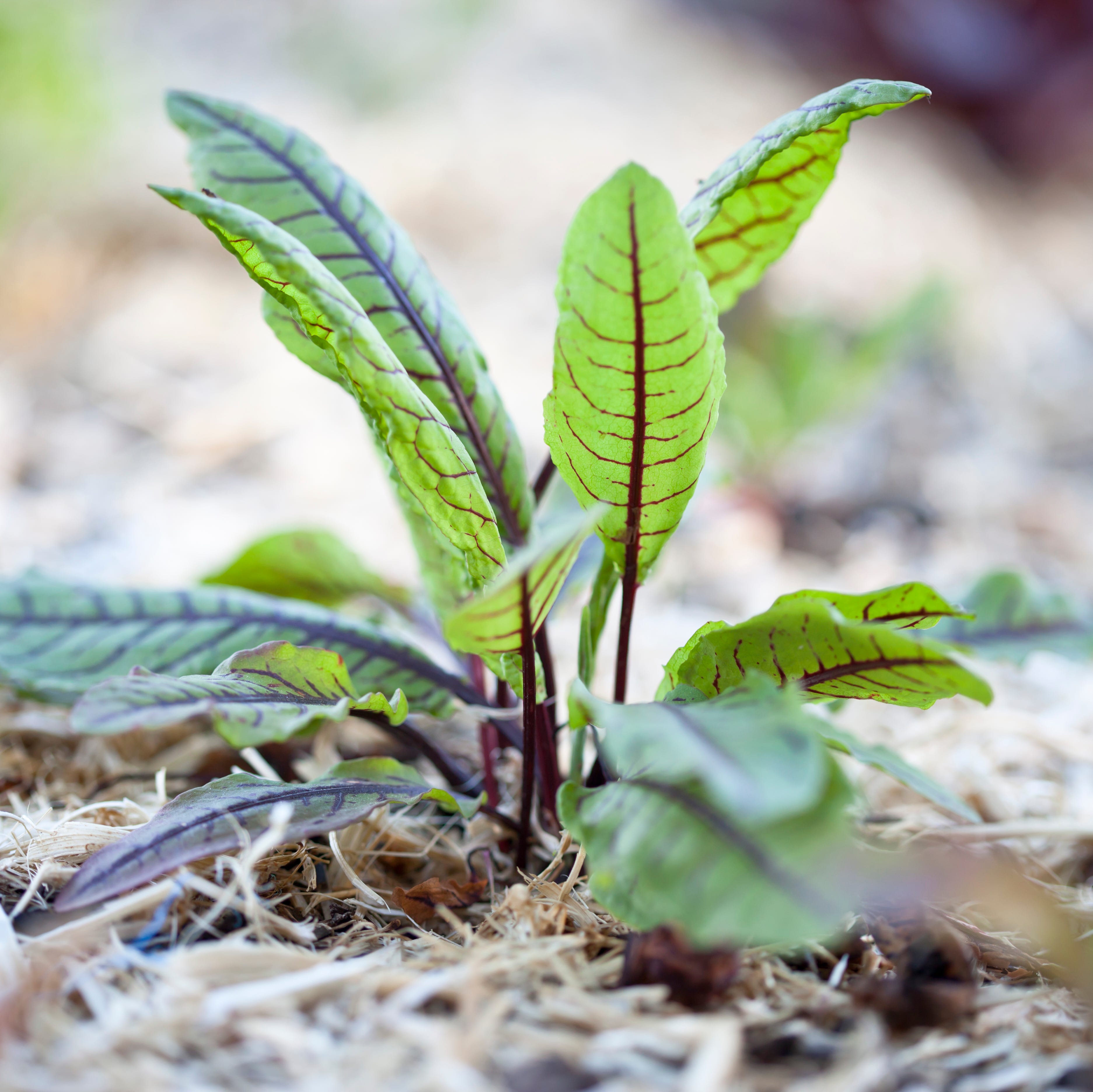 first things to plant early spring sorrel