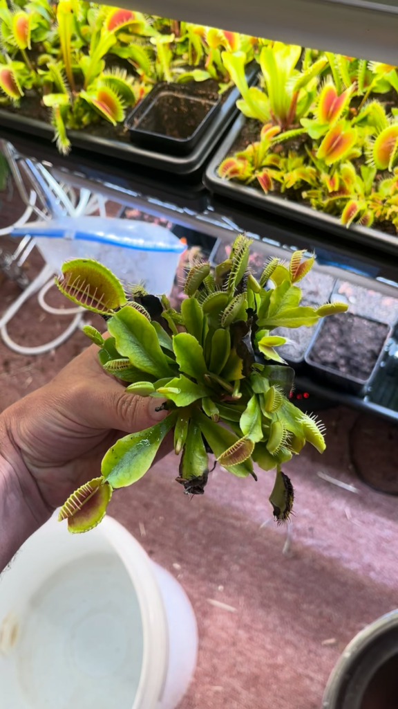 Massive rhizome size increase after just 3 months