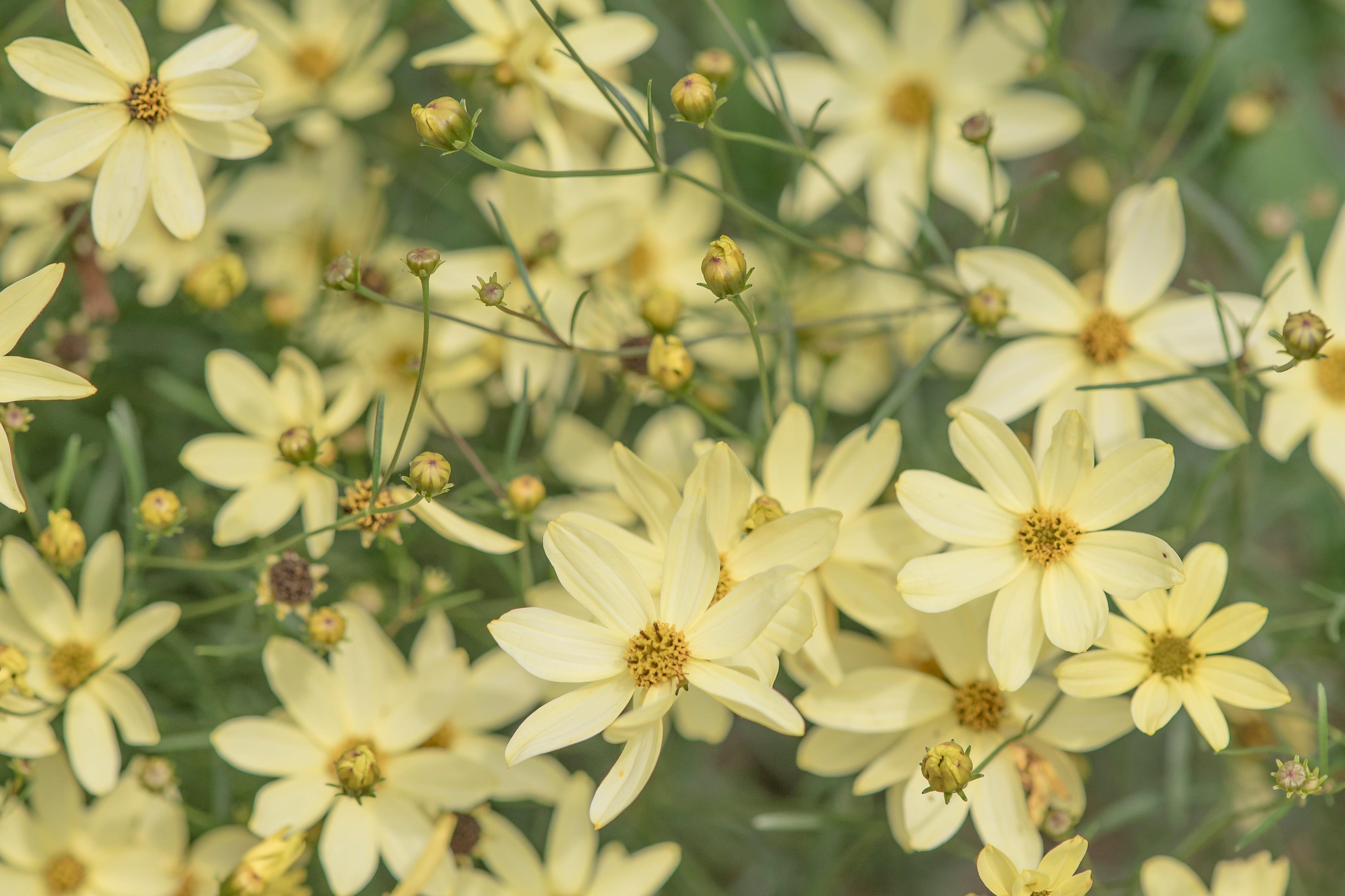 Moonbeam Coreopsis