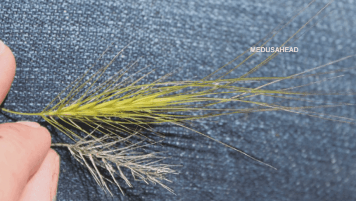 As spring nears, Washington gardeners urged to watch for invasive pests and plants station icon