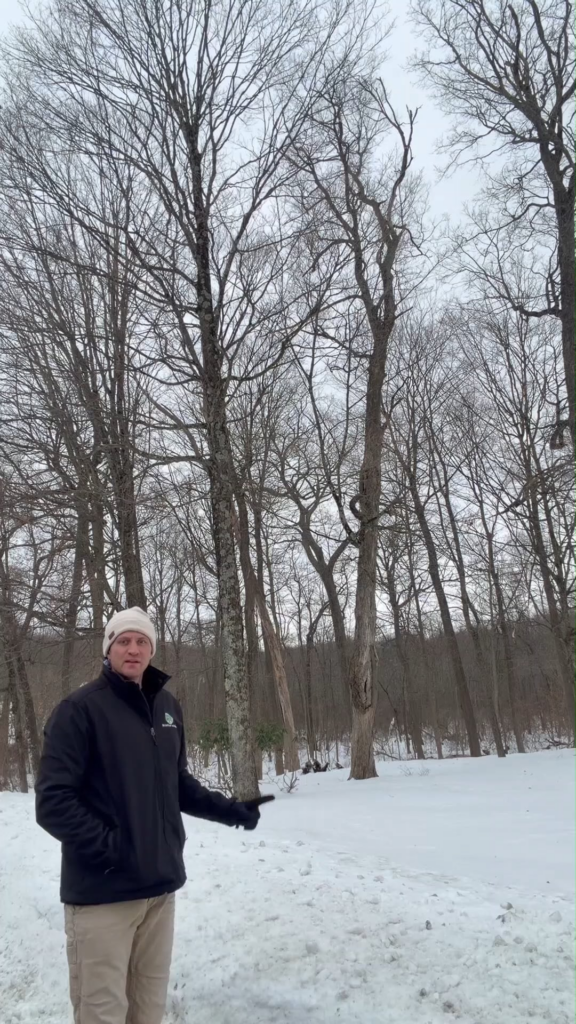 Is peeling bark on a maple tree something to worry about?