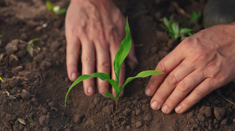 person packing dirt around corn seedling